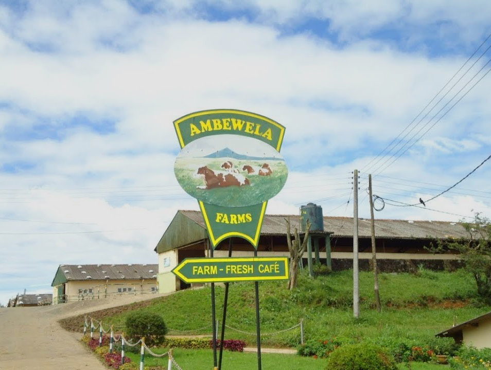 Ambewela Products