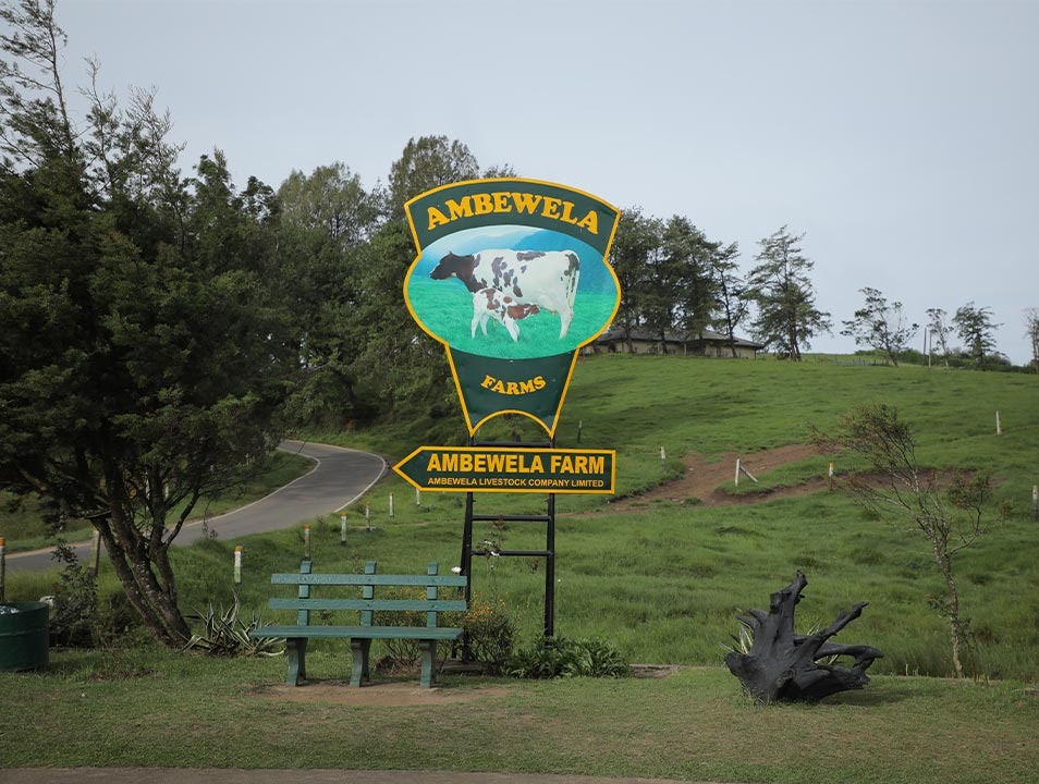 Ambewela Farm